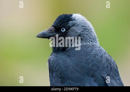 Eine Nahaufnahme auf dem Kopf einer erwachsenen Dohle (Corvus monedula) am RSPB Bempton Cliffs, East Yorkshire. Juni. Stockfoto