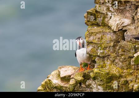 Ein erwachsener Papageientaucher (Fratercula arctica) im Zuchtgefieder, der um einen Kalkausläufer auf der Klippe von RSPB Bempton Cliffs, East Yorkshire, späht. Juni Stockfoto