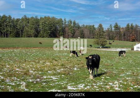 Walpole, New Hampshire, USA. 2020. Viehweide auf einer Farm in New Hampshire im Spätherbst. Ein sonniger Tag mit einer kleinen Schneedecke auf dem Feld. Stockfoto