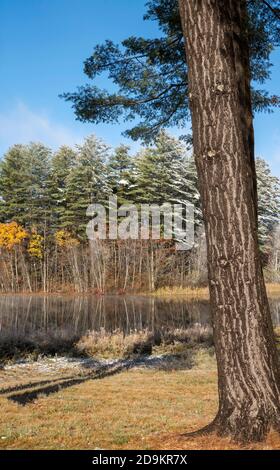 Walpole, New Hampshire, USA. 2020. Eine herbstliche Szene, in der sich die Baumfarben nach einem leichten Schneebefall ändern. Stockfoto