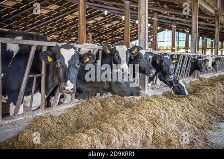 Milchvieh, die im Winter Silage in Innenräumen essen Stockfoto