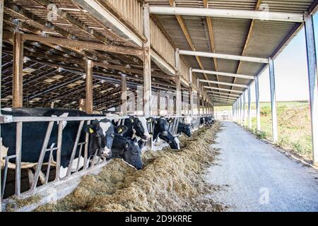 Milchvieh, die im Winter Silage in Innenräumen essen Stockfoto