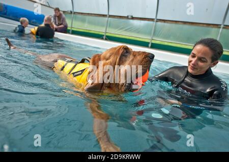 bloodhound Hund mit Hydrotherapie Stockfoto
