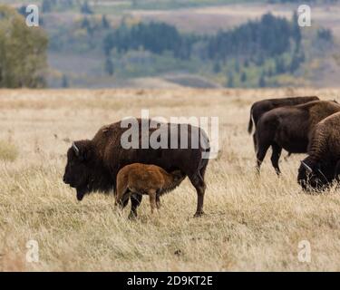 Ein junges Bison-Kalb pflegt von seiner Mutter in einer Büffelherde im Grand Teton Natonal Park in Wyoming, USA. Stockfoto