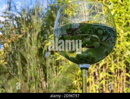 Genießen Sie ein Glas Gin Tonic im Garten. Stockfoto