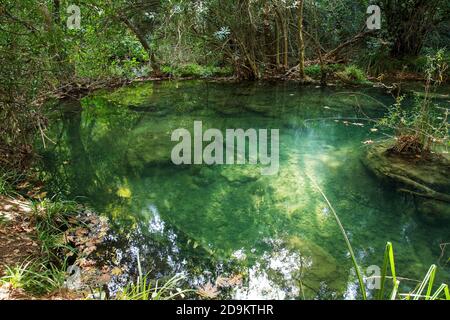 Transparenter Waldsee in der Nähe des Kurşunlu Wasserfalls in Antalya in der Türkei Stockfoto