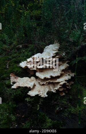 Fomitopsidaceae Pilze Pilze wachsen auf einem verfallenden Baumstamm, University of Bristol Botanical Gardens, England Großbritannien Stockfoto