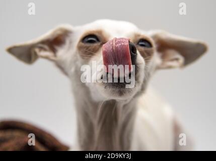 Selektiver Fokus auf die Sprache des Hundes.Porträt eines Hundes mit der Zunge, die heraushängt. Stockfoto