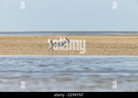 Freizeit und Meer - am Wattenmeer. Ein kleiner weißer Hund läuft und springt über den Strand und ist glücklich. Stockfoto