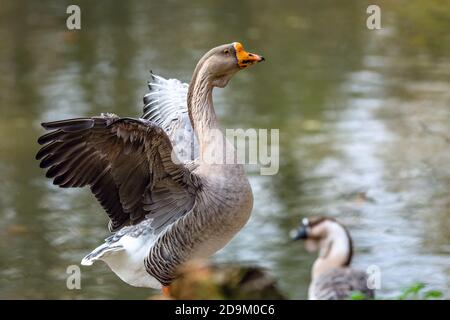 Ein großer Hausschwan, der seine Flügel an einem See flatternd, eine weitere Gans dahinter. Wasser reflektiert blauen Himmel und grüne Bäume im Hintergrund. Sonnig. Stockfoto