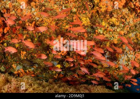 Anthias im Korallenriff mit Anemonen, Anthias Anthias, Tamariu, Costa Brava, Spanien, Mittelmeer Stockfoto