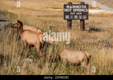 Kuhelch oder Wapiti im Yellowstone National Park in Wyoming, USA. Stockfoto