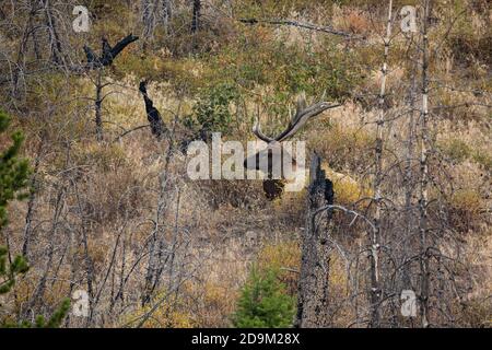 Ein Bullenelch oder Wapiti in einem Hügel im Yellowstone National Park in Wyoming, USA gebettet. Stockfoto