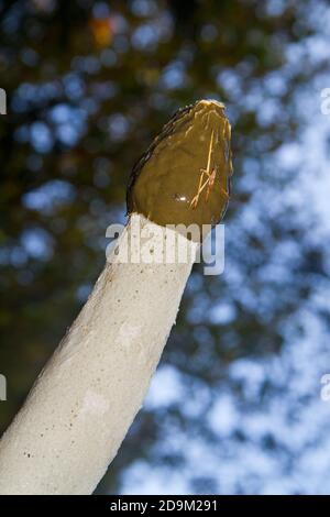 Großer Schleim Gemeines Stinkhorn, Phallus impudicus, im Wald Stockfoto