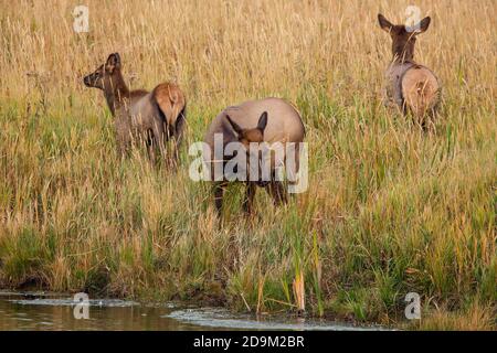 Kuhelch oder Wapiti im Yellowstone National Park in Wyoming, USA. Stockfoto