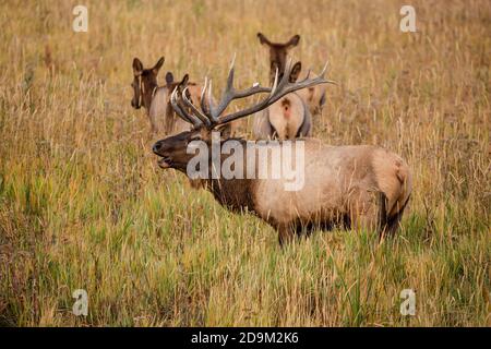 Ein Bullenelch oder Wapiti bugling mit seinem Harem von Kuhelch im Yellowstone National Park in Wyoming, USA. Stockfoto