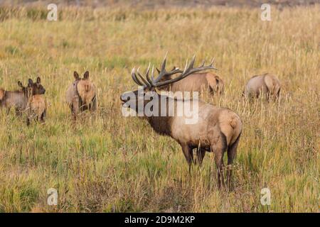 Ein Bullenelch oder Wapiti bugling mit seinem Harem von Kuhelch im Yellowstone National Park in Wyoming, USA. Stockfoto