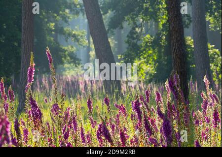 Rotfuchshandschuh, Digitalis purpurea, Wald, Frühsommer, Landschaftsschutzgebiet, Mönchbruch, Mörfelden-Walldorf, Hessen, Deutschland Stockfoto