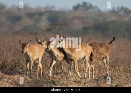 Hirsche sind eines der wilden Tiere, die Besucher leicht im Baluran Nationalpark finden können, vor allem in der Bekol Savanne. Stockfoto