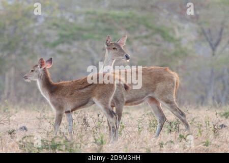 Hirsche sind eines der wilden Tiere, die Besucher leicht im Baluran Nationalpark finden können, vor allem in der Bekol Savanne. Stockfoto