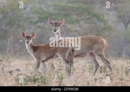 Hirsche sind eines der wilden Tiere, die Besucher leicht im Baluran Nationalpark finden können, vor allem in der Bekol Savanne. Stockfoto