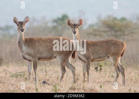 Hirsche sind eines der wilden Tiere, die Besucher leicht im Baluran Nationalpark finden können, vor allem in der Bekol Savanne. Stockfoto