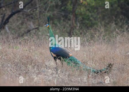 Der Grüne Pfau (pavo muticus) ist eines der Tiere, die Besucher leicht in Savana Bekol, Baluran Nationalpark, Situbondo, Ost-Java finden können. Stockfoto