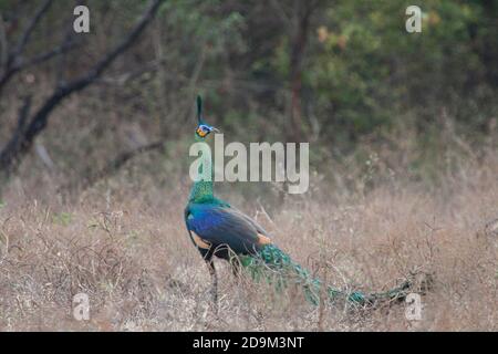 Der Grüne Pfau (pavo muticus) ist eines der Tiere, die Besucher leicht in Savana Bekol, Baluran Nationalpark, Situbondo, Ost-Java finden können. Stockfoto