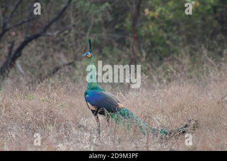 Der Grüne Pfau (pavo muticus) ist eines der Tiere, die Besucher leicht in Savana Bekol, Baluran Nationalpark, Situbondo, Ost-Java finden können. Stockfoto