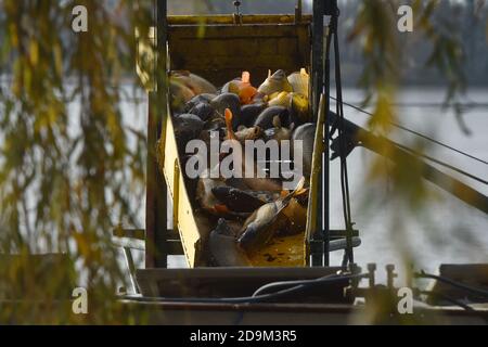 Jistebnik, Tschechische Republik. November 2020. Fischer sortieren die Fische während eines traditionellen Fischzuges des Bezruc-Teiches in Jistebnik, Region Novy Jicin, Tschechische Republik, 6. November 2020. Fischer nutzen die traditionelle, jahrhundertealte Art, den einheimischen Karpfen und andere Fische zu fangen, die von den Tschechen als ein delikates Weihnachtsessen angesehen werden. Kredit: Jaroslav Ozana/CTK Foto/Alamy Live Nachrichten Stockfoto