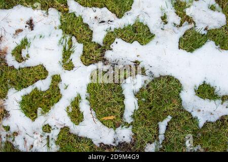 Hintergrundstruktur des Moos auf der Rinde eines Baum mit Schnee in den hellen Wintertag Stockfoto