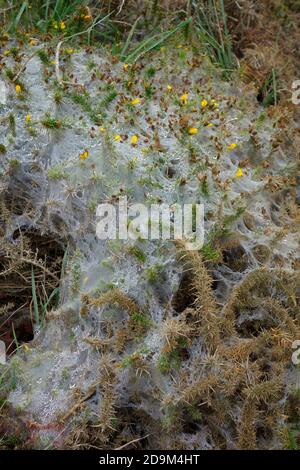Gurtband gesponnen von Ermine Moth Raupen über einem Gorse Bush ( Ulex europeaus ) Vereinigtes Königreich Stockfoto