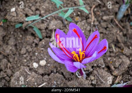 Safranblüte auf dem Feld. Crocus sativus, allgemein bekannt als Safran Krokusblüte mit Morgentau, zarte violette Blütenblätter Pflanze auf dem Boden, Closeus Stockfoto