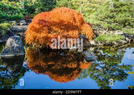 Ein Teich und japanischer Ahornbaum im Herbst. Aufgenommen in Seatac, Washington. Stockfoto