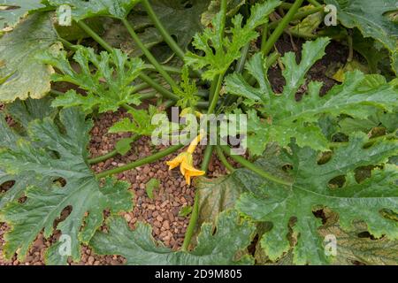 Hausgemachte Bio-Zucchini-Pflanze (Cucurbita pepo) auf einer Zuteilung in einem Gemüsegarten in Rural Devon, England, Großbritannien Stockfoto