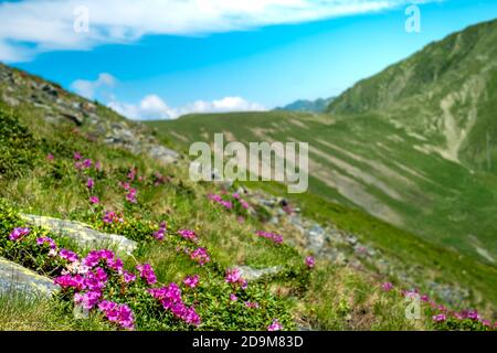 Bergpeonies auf dem Gipfel des Berges Suru in den Karpaten, Siebenbürgen, Rumänien Stockfoto