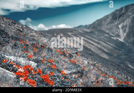 Bergpeonies auf dem Gipfel des Berges Suru in den Karpaten, Siebenbürgen, Rumänien Stockfoto