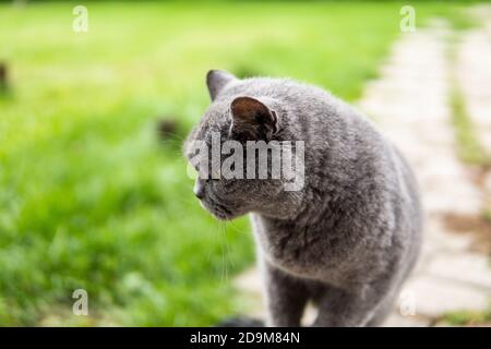 Graue chartreux Katze mit gelben Augen sitzt im Freien. Stockfoto