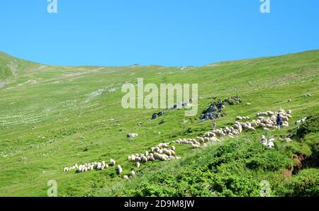 Die Schafe weideten auf dem Berg Stockfoto