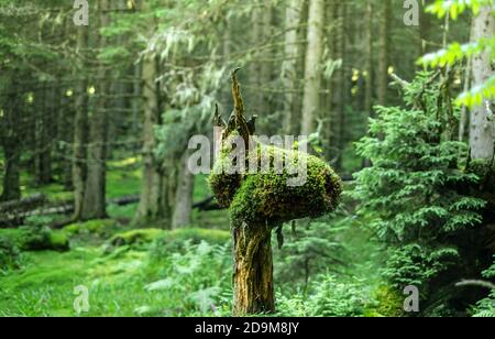 Seltsam geformter Baumstamm mit Moosen und Flechten Stockfoto