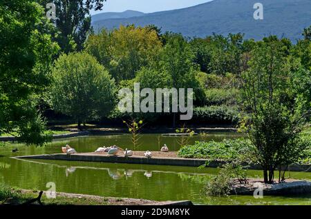 Pelikane oder Pelecanus onocrotalus ruhen am Ufer See, Sofia, Bulgarien Stockfoto