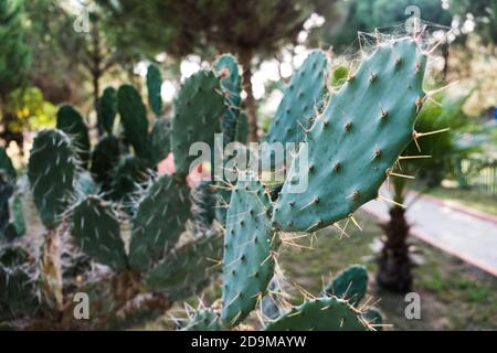 Blindes Kaktusfeld der Kaktuskakteen. Nahaufnahme von grünen Kaktusblättern mit scharfen Stacheln. Wunderschöner tropischer Hintergrund. Wachsende natürliche Kakteen im Freien Stockfoto
