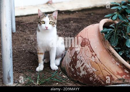 Obdachlose Katze sitzt auf dem Boden in einem Dorf draußen. Ernster Ausdruck von Verwirrung, Verwirrung, Vorwurf im Gesicht. Konzept zur Annahme von Tieren. Stockfoto