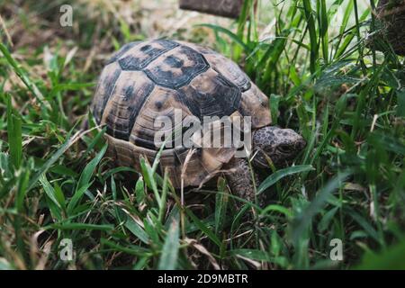 Schöne Schildkröte mit strukturierter Schale unmerklich in hellgrünem Gras. Reptile Wandern oder Krabbeln auf einem Parkgelände. Ernsthafter Gesichtsausdruck Stockfoto