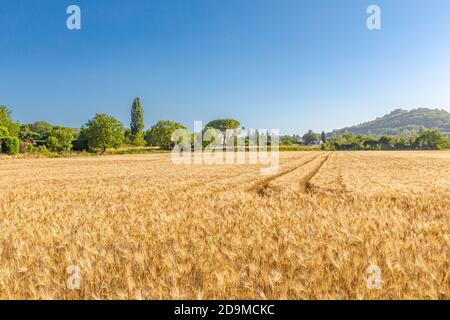 Gold Weizen geflickt Panorama mit Baum bei Sonnenuntergang, ländliche Landschaft. Ländliche Landschaft, Landwirtschaft Naturblick, weiche Sonnenuntergangsfarben Stockfoto