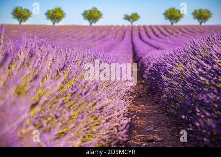 Lavendel blühende Felder endlose Reihen. Valensole Provence. Lila blühenden Lavendel Feld schöne malerische Himmel und Bäume Stockfoto