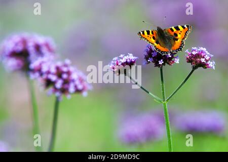 Sommergarten Schmetterling der kleine Tortoiseshell Schmetterling Aglais urticae, Nymphidae Verbena Blume Lavendelfarbe Stockfoto