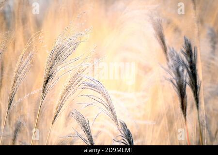 Schilf, Gras - wie Pflanzen von Costa Brava. Girona Stockfoto