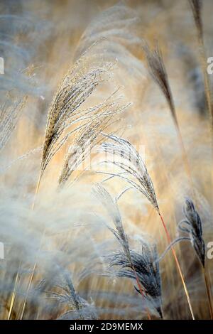 Schilf, Gras - wie Pflanzen von Costa Brava. Girona Stockfoto