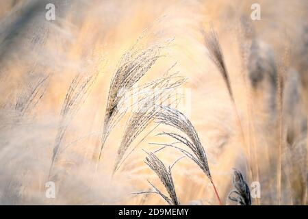 Schilf, Gras - wie Pflanzen von Costa Brava. Girona Stockfoto